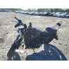 2021 HARLEY-DAVIDSON XL883 N 1HD4LE21XMB409742 75882584