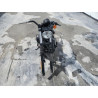 2021 HARLEY-DAVIDSON XL883 N 1HD4LE217MB418575 76463444